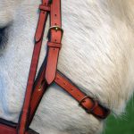 Seitenansicht des Kappzaums am Pferd